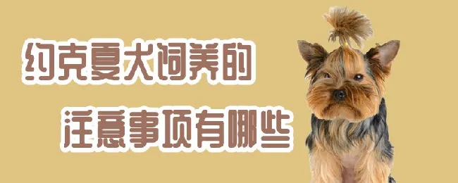 约克夏犬饲养的注意事项有哪些 | 宠物病虫害防治