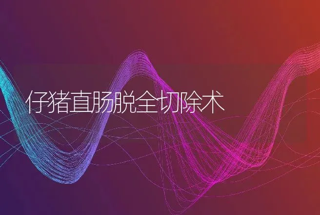 仔猪直肠脱全切除术 | 动物养殖