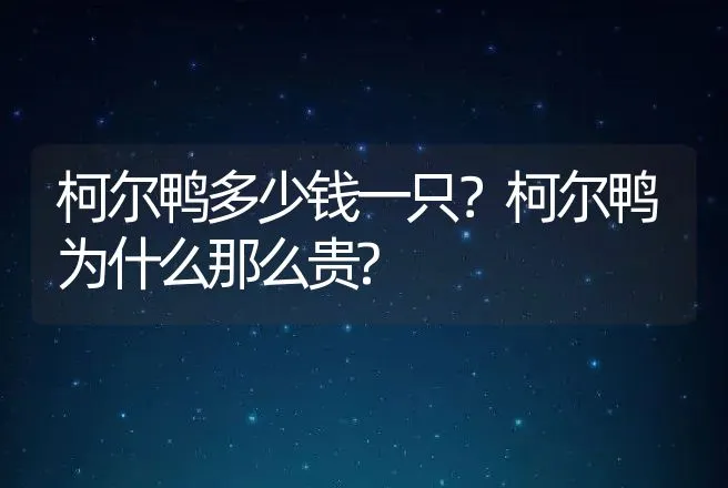 柯尔鸭多少钱一只？柯尔鸭为什么那么贵? | 动物养殖