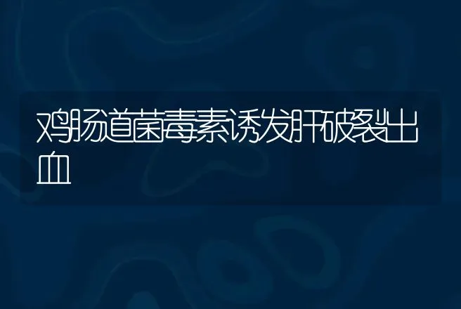 鸡肠道菌毒素诱发肝破裂出血 | 动物养殖