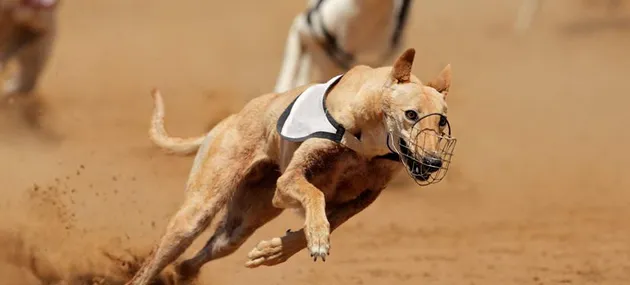 [灵缇犬价格]灵缇犬多少钱一只_选购 | 宠物狗选购技巧