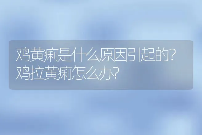 鸡黄痢是什么原因引起的？鸡拉黄痢怎么办? | 兽医知识大全