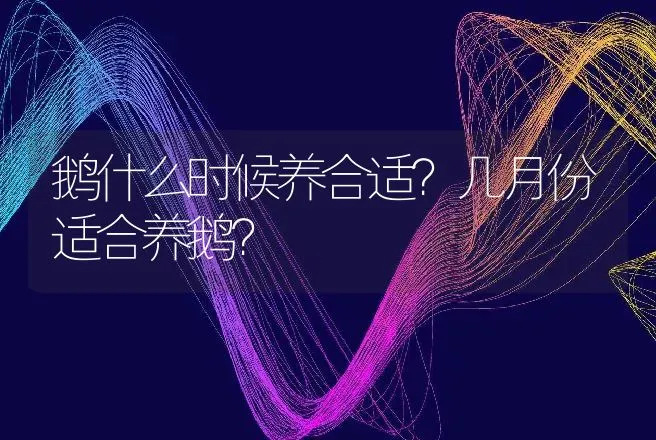 鹅什么时候养合适？几月份适合养鹅？ | 家禽养殖