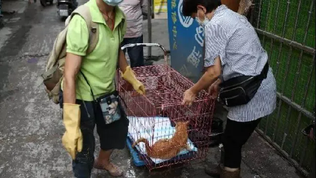 捡流浪动物恶意繁殖，并卖惨骗捐！生而为人请善良！ | 宠物新闻资讯