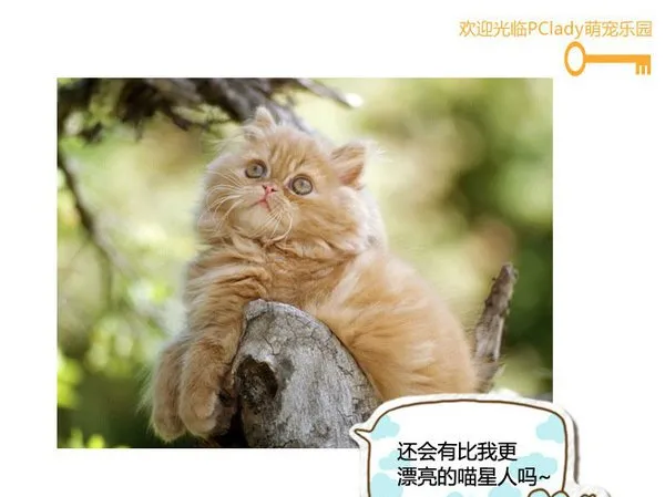 喵，还有比我更漂亮的喵星人吗 | 宠物猫图片