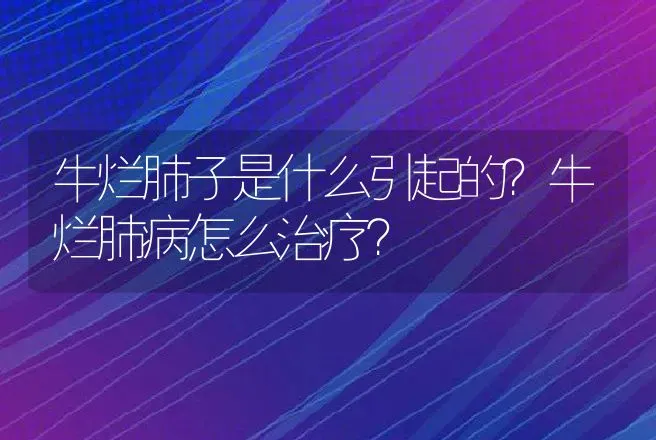 牛烂肺子是什么引起的？牛烂肺病怎么治疗？ | 兽医知识大全