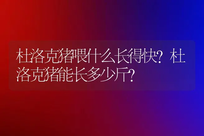 杜洛克猪喂什么长得快？杜洛克猪能长多少斤？ | 养殖致富