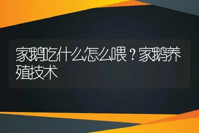 家鹅吃什么怎么喂？家鹅养殖技术 | 家禽养殖