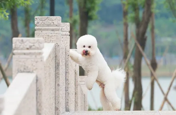 微笑天使萨摩耶和泰迪犬的生活记录图片 | 宠物狗图片