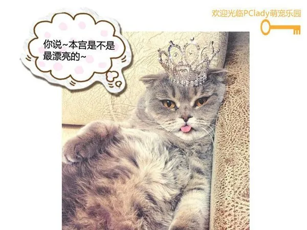 喵，还有比我更漂亮的喵星人吗 | 宠物猫图片