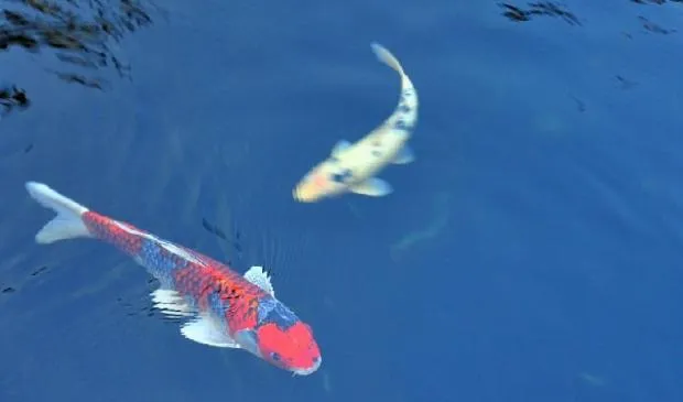 水族饲养中能遇到各种计量名词解释 | 宠物病虫害防治