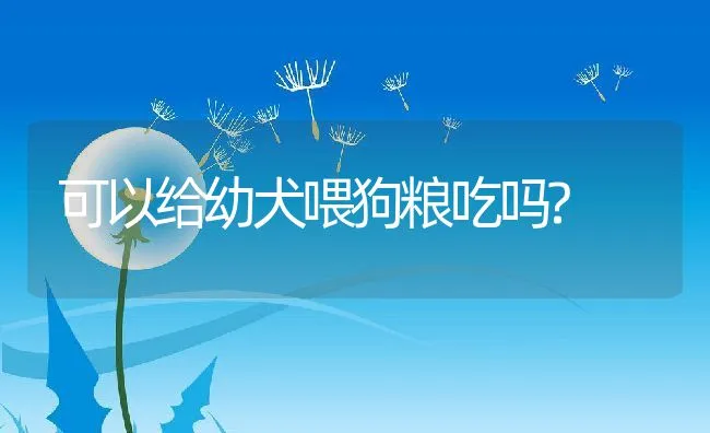 可以给幼犬喂狗粮吃吗? | 宠物用品