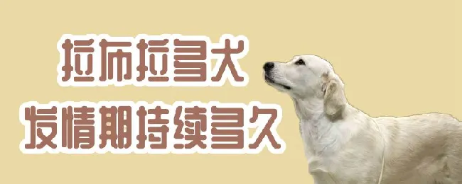 拉布拉多犬发情期持续多久 | 宠物病虫害防治