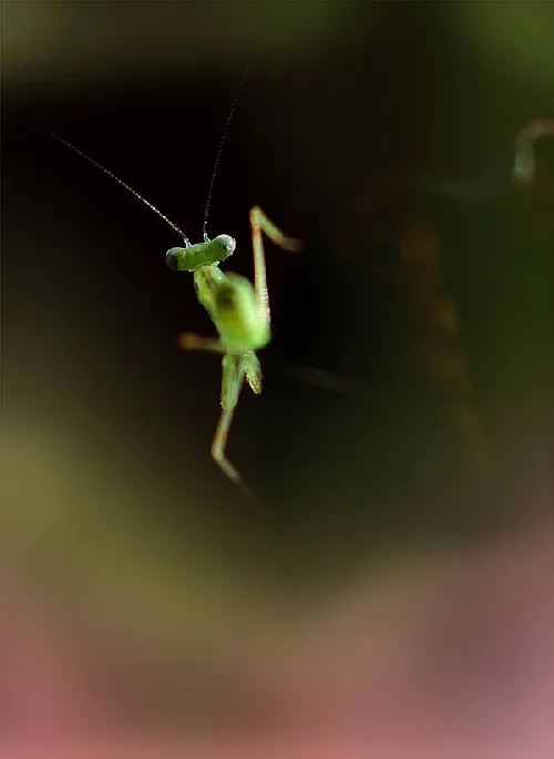 高清镜头下飞舞的螳螂 | 宠物昆虫图片