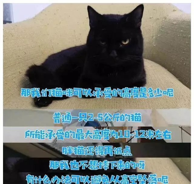 科普 | 我们对猫咪的三大误解 | 宠物猫饲养