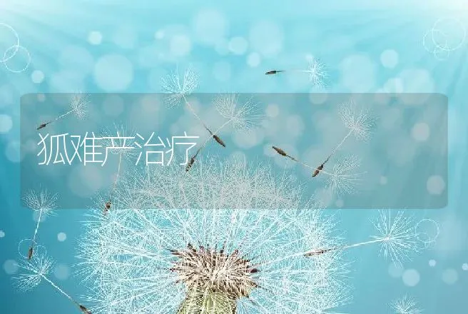 狐难产治疗 | 动物养殖