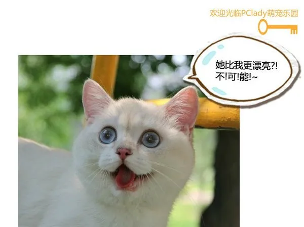 喵，还有比我更漂亮的喵星人吗 | 宠物猫图片