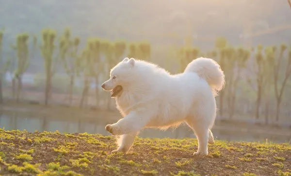 微笑天使萨摩耶和泰迪犬的生活记录图片 | 宠物狗图片