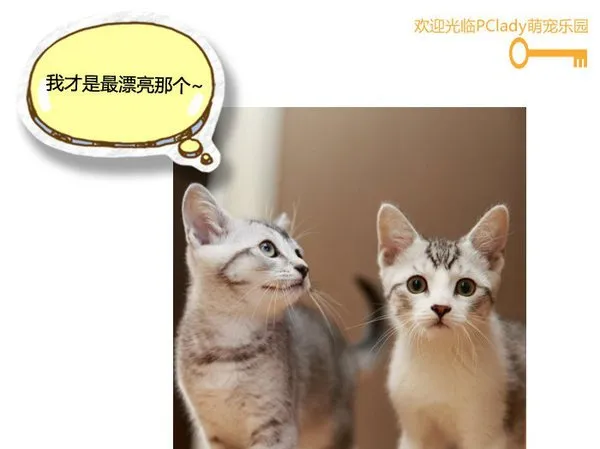 喵，还有比我更漂亮的喵星人吗 | 宠物猫图片