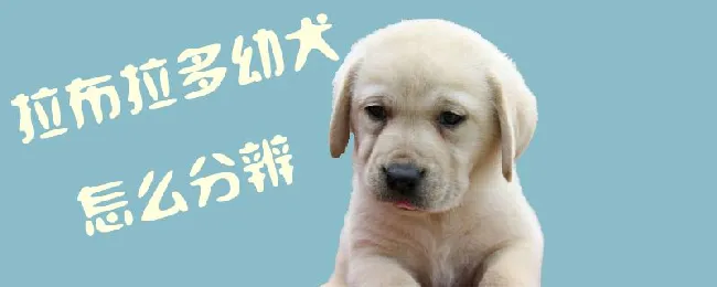 拉布拉多幼犬怎么分辨 | 养宠入门知识