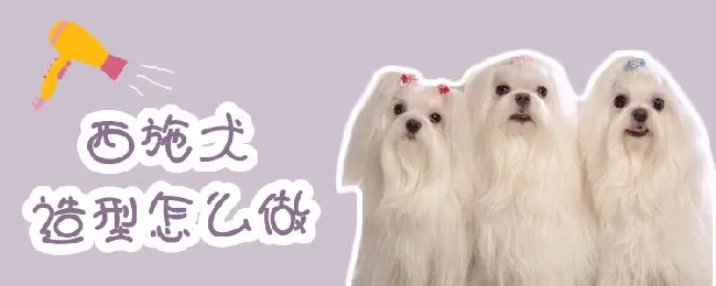 西施犬造型怎么做 | 宠物病虫害防治