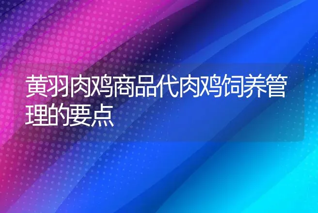 黄羽肉鸡商品代肉鸡饲养管理的要点 | 动物养殖