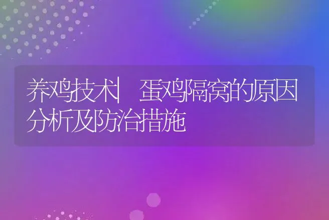 养鸡技术|蛋鸡隔窝的原因分析及防治措施 | 家禽养殖