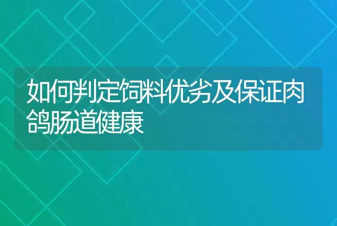 如何判定饲料优劣及保证肉鸽肠道健康 | 家禽养殖