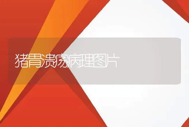 猪胃溃疡病理图片 | 兽医知识大全