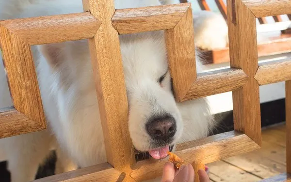 微笑天使萨摩耶和泰迪犬的生活记录图片 | 宠物狗图片