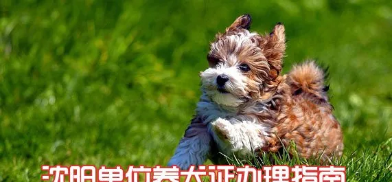 沈阳单位养犬证办理流程_条件 | 宠物政策法规