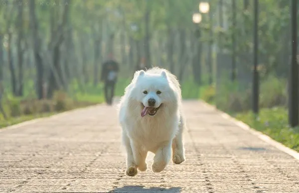 微笑天使萨摩耶和泰迪犬的生活记录图片 | 宠物狗图片