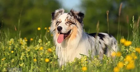 澳洲牧羊犬好养吗 澳大利亚牧羊犬饲养要点 | 宠物病虫害防治