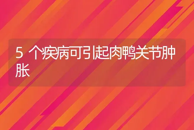 5个疾病可引起肉鸭关节肿胀 | 家禽养殖