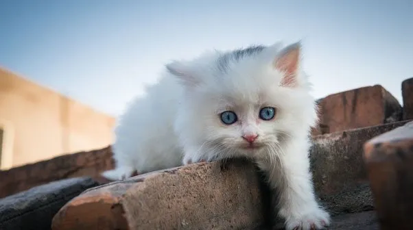 垃圾堆里的流浪猫咪涅槃成凤凰 | 宠物猫图片