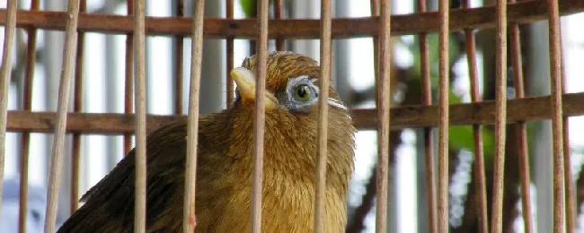 画眉鸟饲养方法 | 养宠入门知识