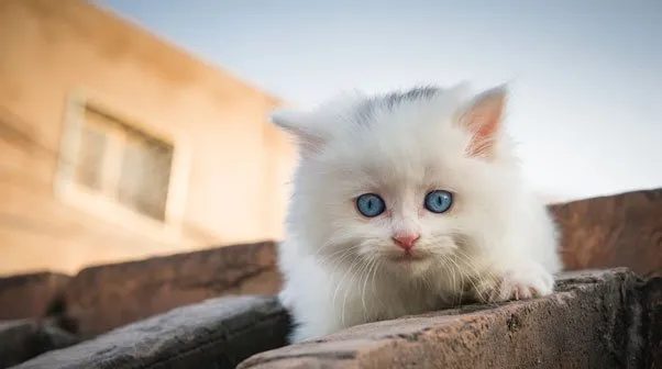 垃圾堆里的流浪猫咪涅槃成凤凰 | 宠物猫图片