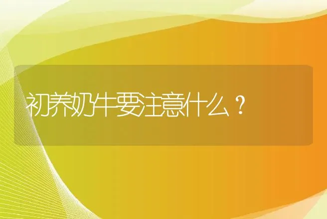 初养奶牛要注意什么？ | 家畜养殖