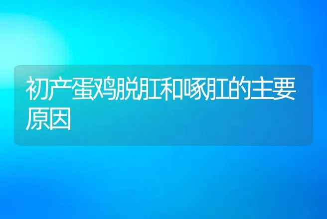 初产蛋鸡脱肛和啄肛的主要原因 | 动物养殖