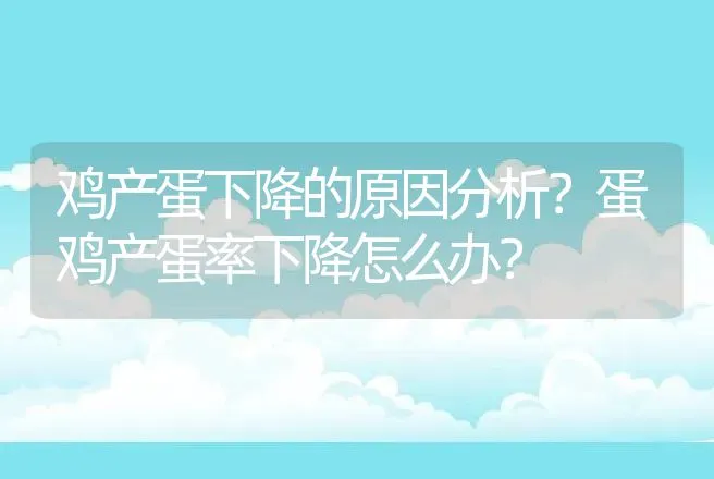 鸡产蛋下降的原因分析？蛋鸡产蛋率下降怎么办？ | 兽医知识大全