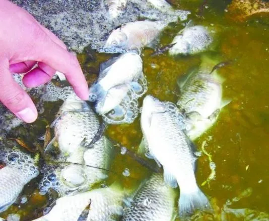 夏季预防鱼缺氧的办法 | 宠物喂养知识