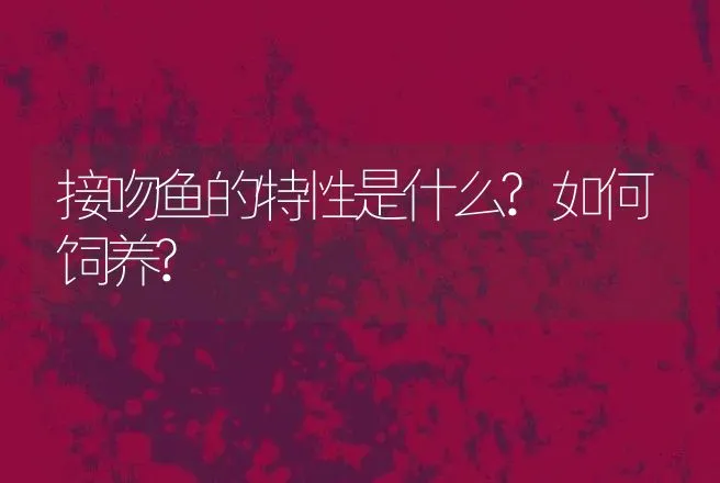 接吻鱼的特性是什么?如何饲养? | 动物养殖