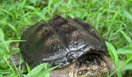 【鳄鱼龟怎么养】最正确鳄龟的饲养方法 | 宠物乌龟饲养