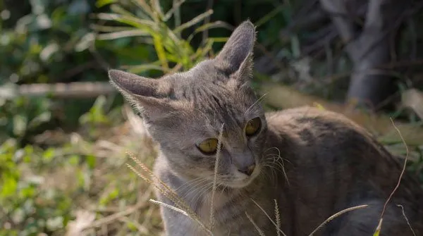 【猫猫图片】微镜头下的猫猫 | 宠物猫图片