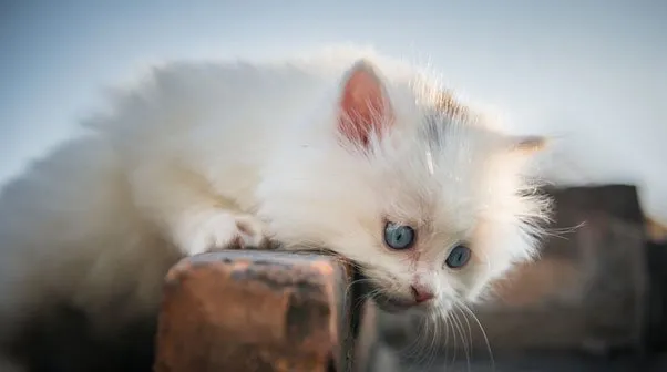 垃圾堆里的流浪猫咪涅槃成凤凰 | 宠物猫图片