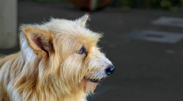 犬瘟潜伏期 | 养宠入门知识