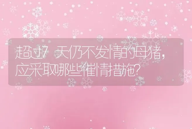 超过7天仍不发情的母猪，应采取哪些催情措施？ | 家畜养殖