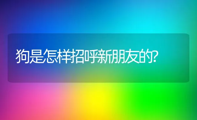 狗是怎样招呼新朋友的? | 宠物猫