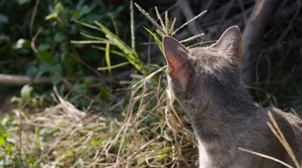 【猫猫图片】微镜头下的猫猫 | 宠物猫图片