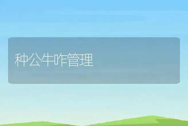 种公牛咋管理 | 动物养殖